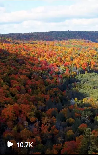 an aerial view of a forest with lots of trees with Fall colours