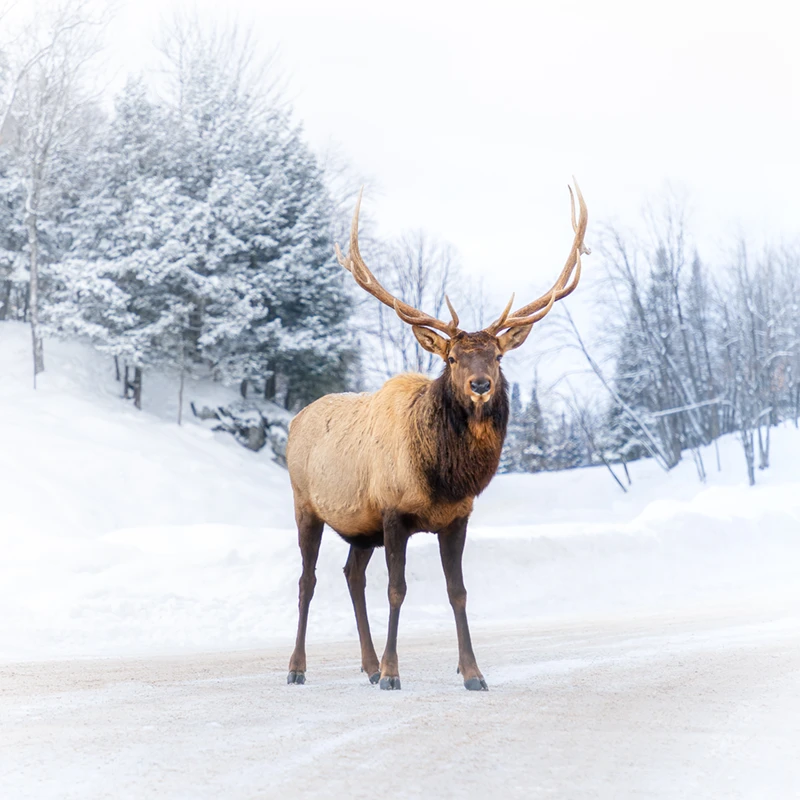 Magical Elk in winter in Canada
