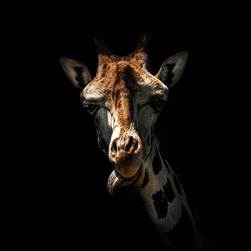 Portrait of giraffe with its tongue out