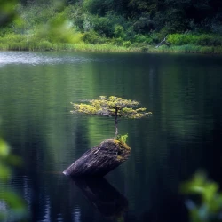 Lone Bonsai tree growing from a rock in a lake