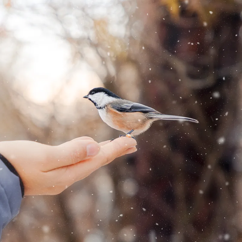 Small Chickadee standing on a persons hand in winter snow