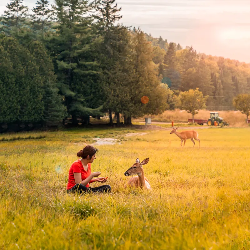 Girl and a deer sitting in a green field at sunset in Quebec, Canada