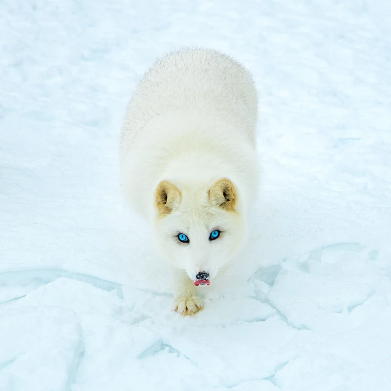 Arctic fox in Canada